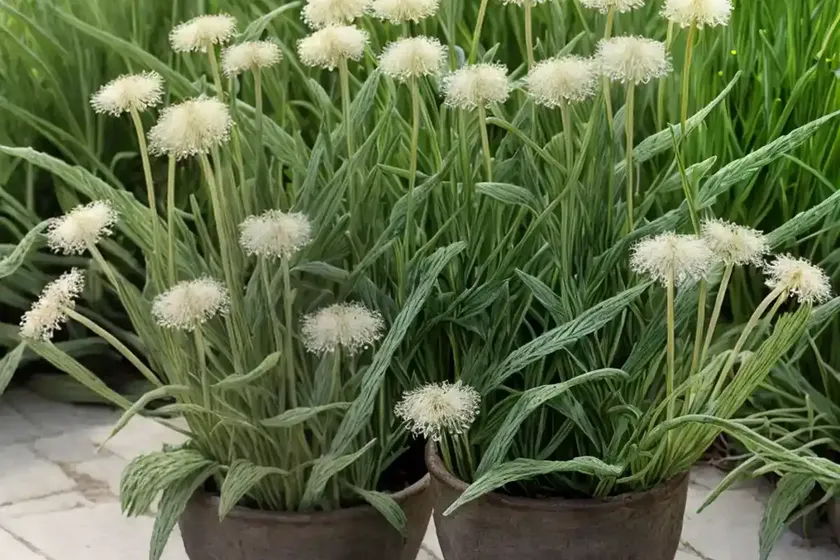 Ribwort plantain (plantago lanceolata)