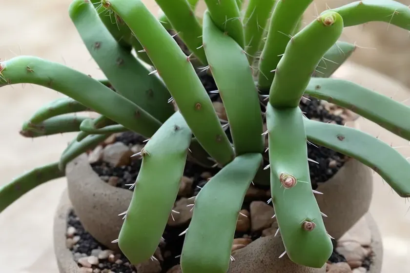Rice Cactus (Rhipsalis Cereuscula) — photo 2