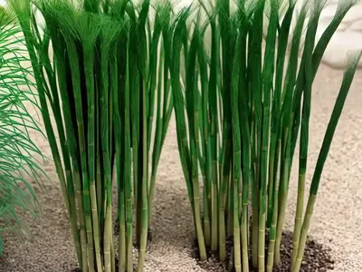 River Horsetail (Equisetum Fluviatile)