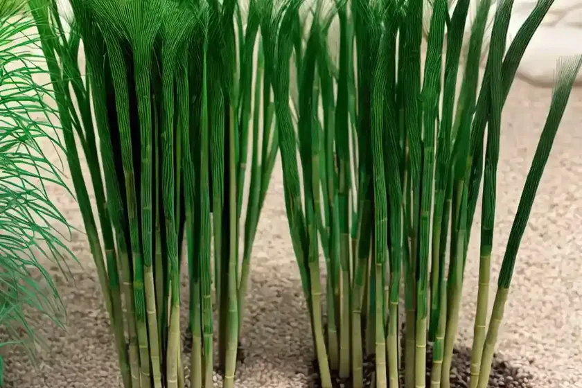 River horsetail (equisetum fluviatile)