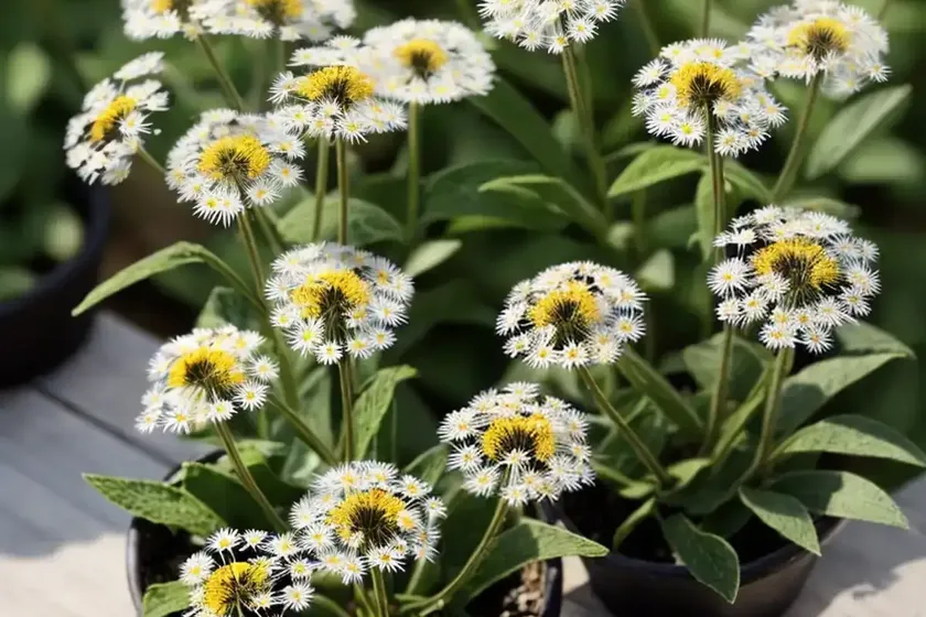 Robin’s plantain (erigeron pulchellus) — photo 2