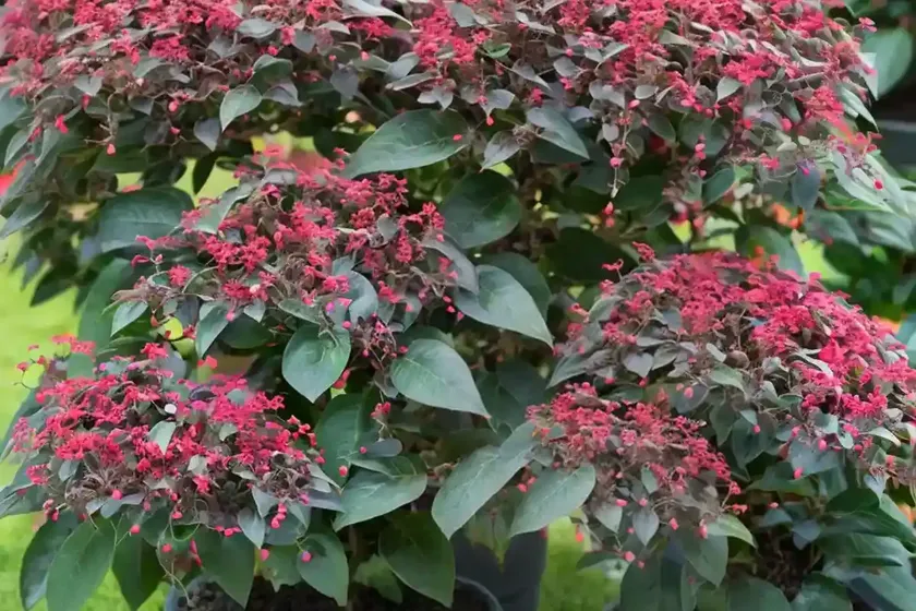 Rock cotoneaster (cotoneaster atropurpureus ‘variegatus’) — photo 3