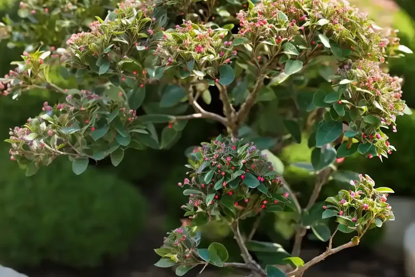 Rock cotoneaster (cotoneaster horizontalis) — photo 2