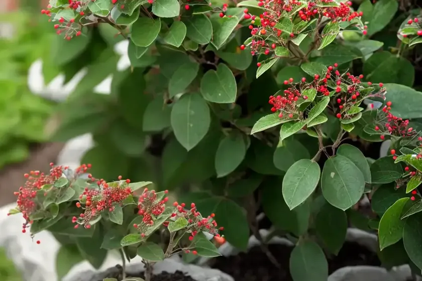 Rock cotoneaster (cotoneaster horizontalis) — photo 3