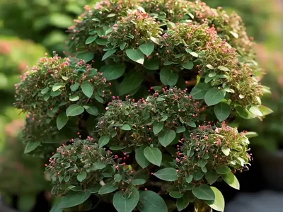 Rock Cotoneaster (Cotoneaster Horizontalis)