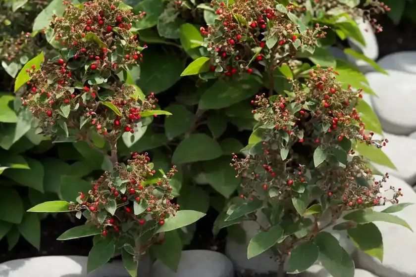 Rock cotoneaster (cotoneaster horizontalis ‘robusta’) — photo 2