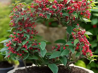 Rock Cotoneaster (Cotoneaster Horizontalis ‘Robusta’)