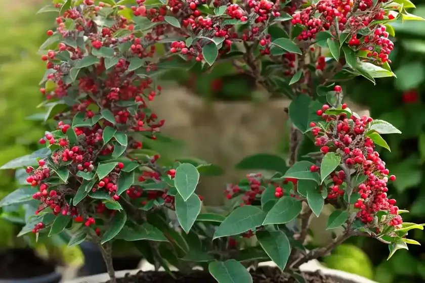 Rock cotoneaster (cotoneaster horizontalis ‘robusta’)