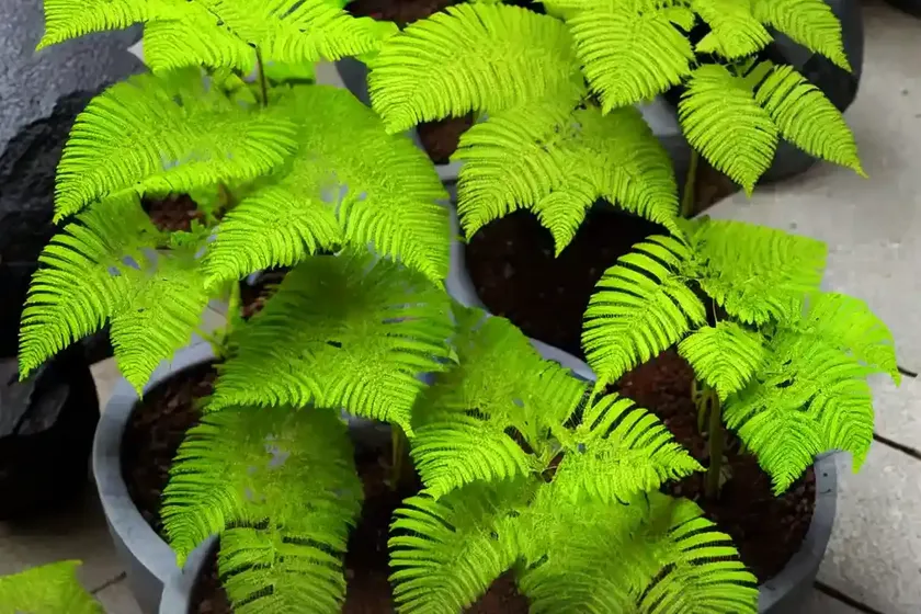 Rock polypody (polypodium virginianum) — photo 3