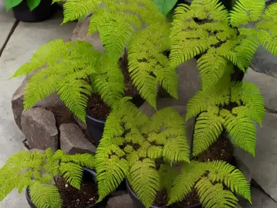 Rock Polypody (Polypodium Virginianum)