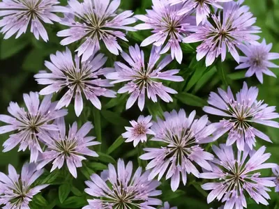 Rock Soapwort (Saponaria Ocymoides)