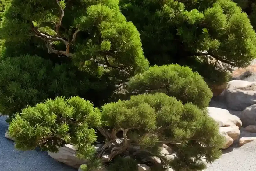 Rocky Juniper (Juniperus Scopulorum) — photo 3
