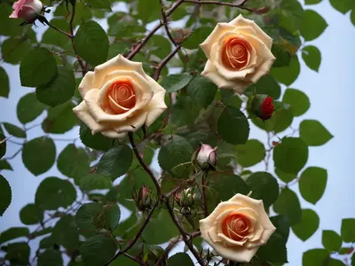 Rosa Summer Wine (Climbing Rose)