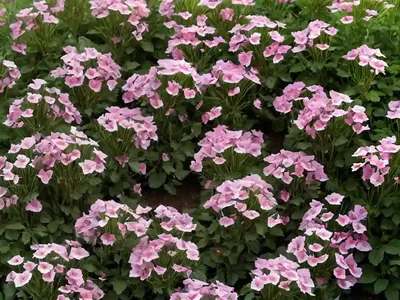 Rose Campion (Lychnis Coronaria ‘Blych’ GARDENERS’ WORLD)