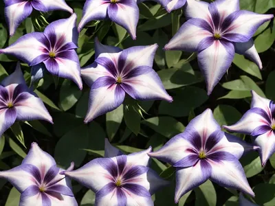 Rose Gentian (Sabatia Angularis)