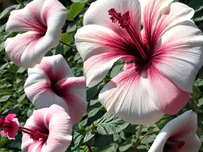 Rose Mallow (Hibiscus Moscheutos)
