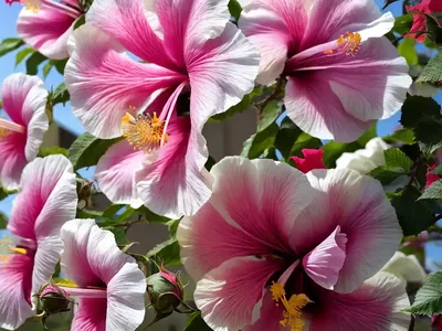 Rose Of Sharon (Hibiscus Syriacus ‘Aphrodite’)