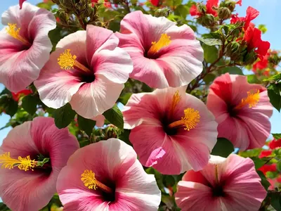 Rose Of Sharon (Hibiscus Syriacus ‘Boule De Feu’ FIREBALL)
