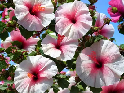 Rose Of Sharon (Hibiscus Syriacus ‘Minerva’)