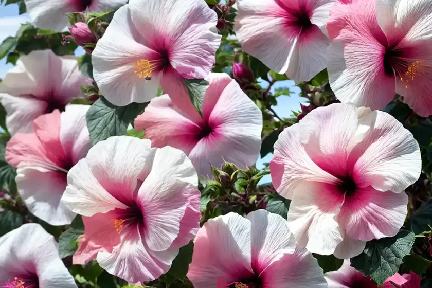 Rose of sharon (hibiscus syriacus ‘minspot’ first editions fiji) — photo 3