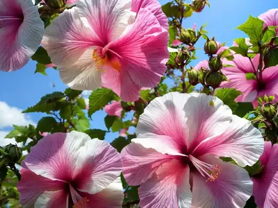 Rose Of Sharon (Hibiscus Syriacus ‘Minspot’ FIRST EDITIONS FIJI)