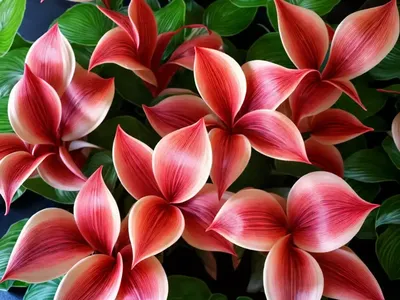 Rose-painted Calathea (Goeppertia Roseopicta)