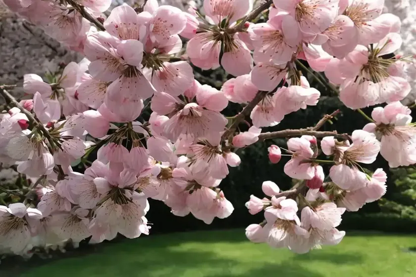 Rosebud cherry (prunus subhirtella) — photo 3