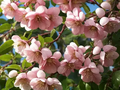 Rosebud Cherry (Prunus Subhirtella)