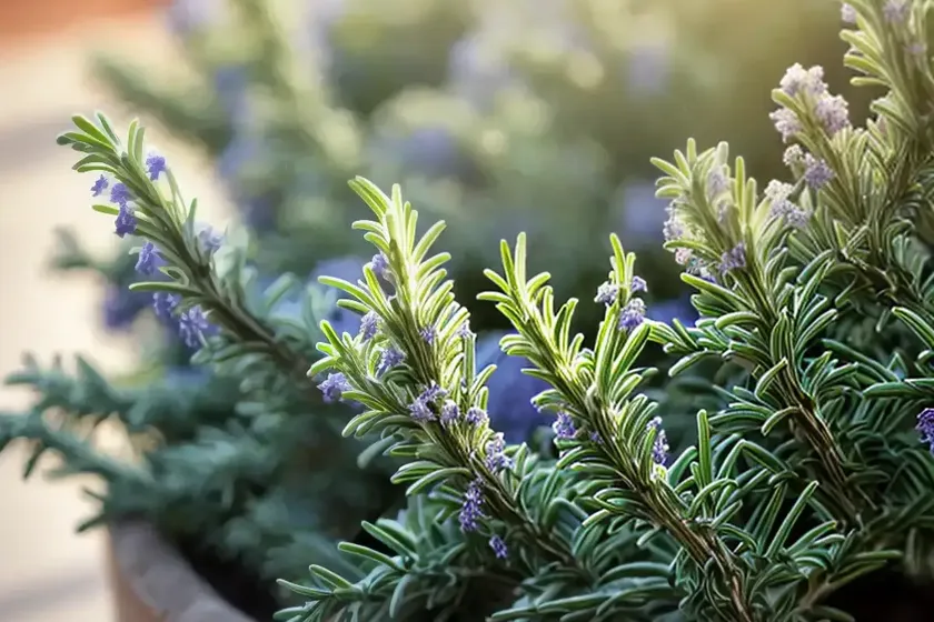 Rosemary (rosmarinus officinalis) — photo 3
