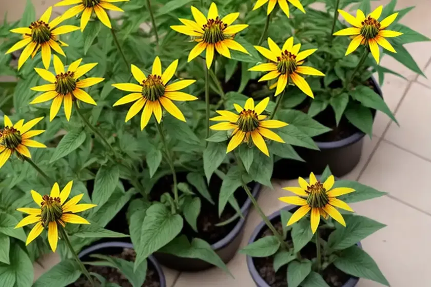 Rosinweed (silphium integrifolium) — photo 2