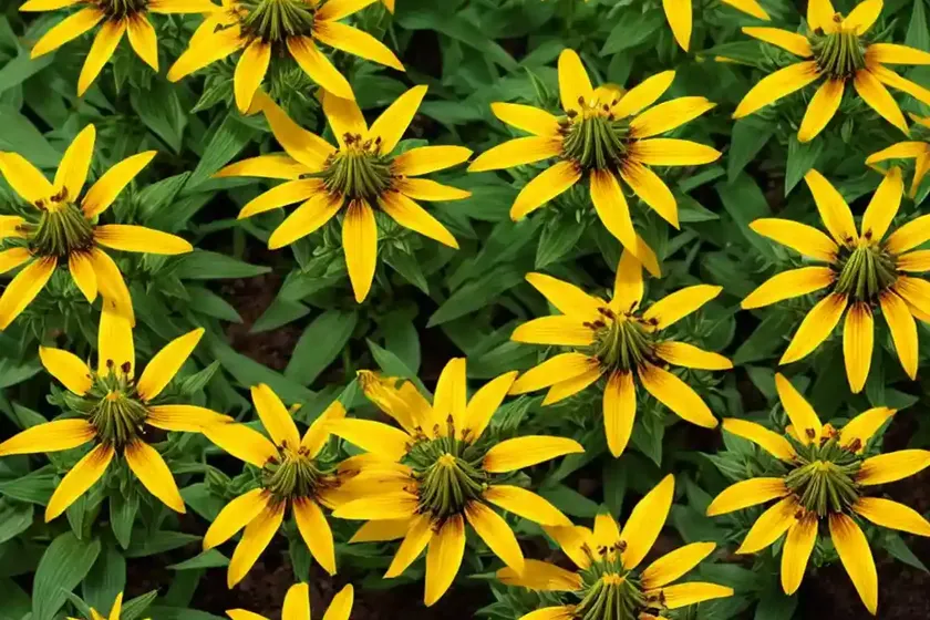 Rosinweed (silphium integrifolium) — photo 3