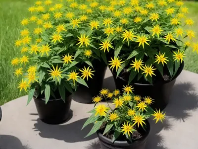 Rosinweed (Silphium Integrifolium)