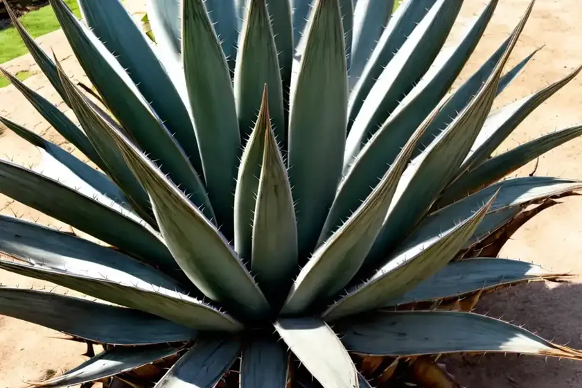Rough agave (agave asperrima) — photo 2