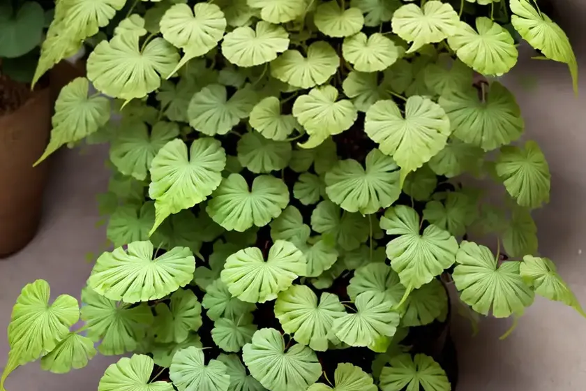 Rough maidenhair fern (adiantum hispidulum) — photo 3