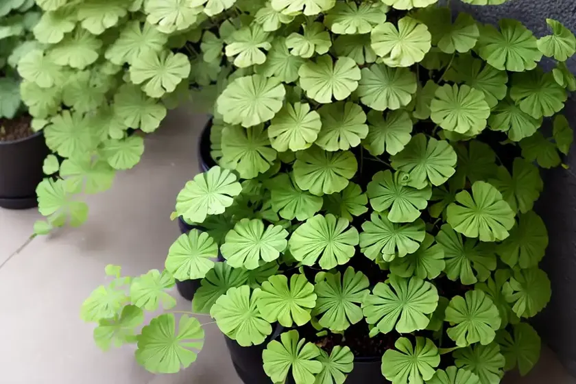 Rough maidenhair fern (adiantum hispidulum) — photo 2