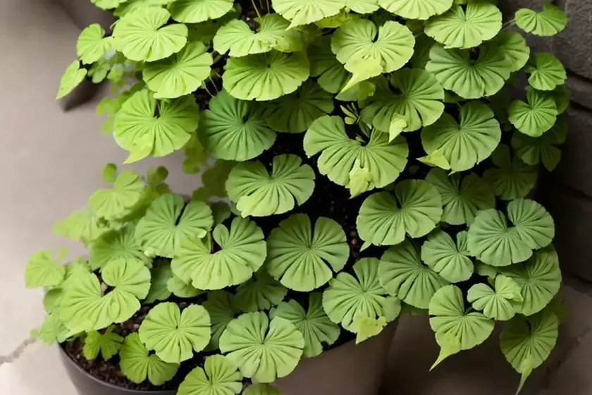 Rough maidenhair fern (adiantum hispidulum) — photo 3