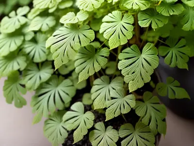 Rough Maidenhair Fern (Adiantum Hispidulum)