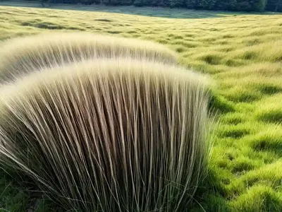 Rough Meadow Grass (Poa Trivialis)