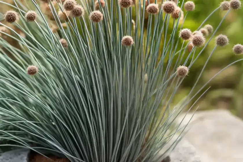 Roundfruit rush (juncus compressus) — photo 2