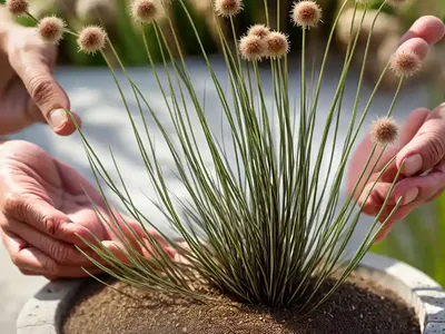 Roundfruit Rush (Juncus Compressus)