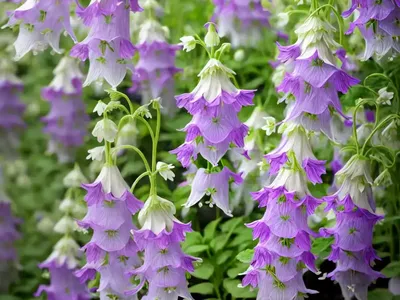 Rover Bellflower (Campanula Rapunculoides)