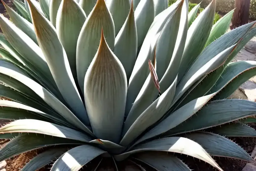 Royal agave (agave victoriae-reginae) — photo 3