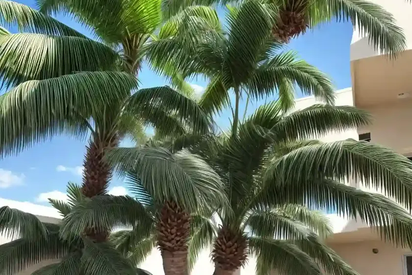 Roystonea regia (florida royal palm) — photo 2