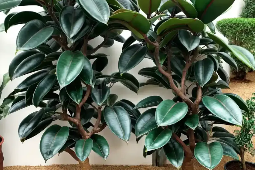 Rubber tree ‘schrijveriana’ (ficus elastica ‘schrijveriana’) — photo 3