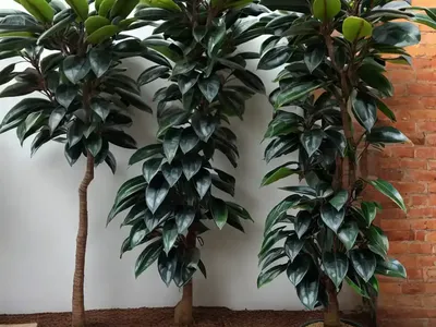 Rubber Tree ‘schrijveriana’ (Ficus Elastica ‘schrijveriana’)