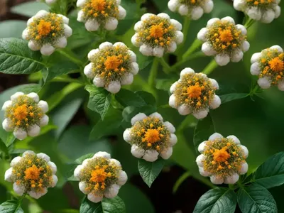 Rubiaceae (Galium Lucidum)