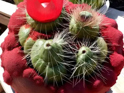 Ruby Ball Cactus (Gymnocalycium Mihanovichii)