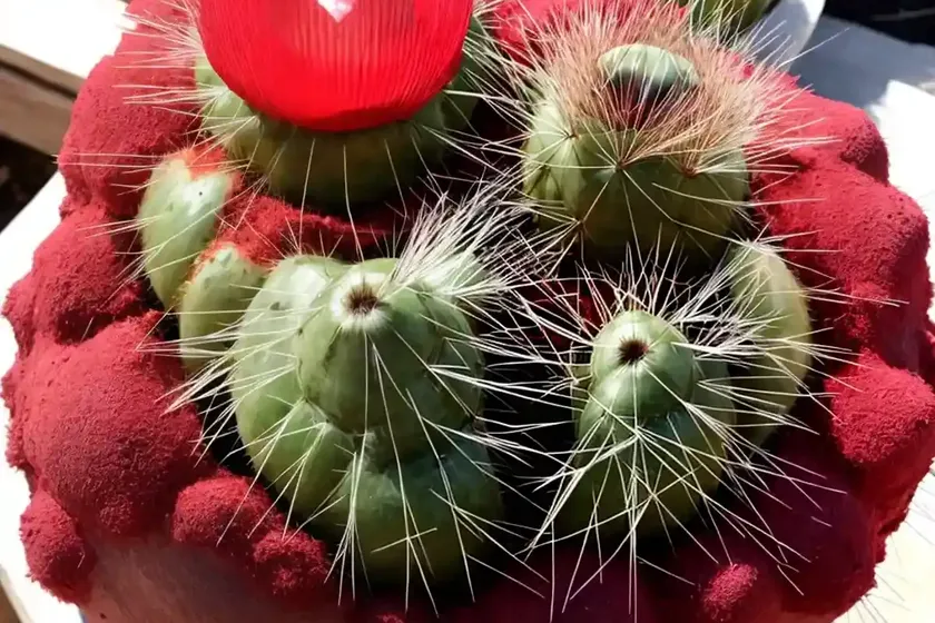 Ruby ball cactus (gymnocalycium mihanovichii)