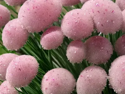 Ruby Grass (Melinis Nerviglumis ‘Pink Crystals’)