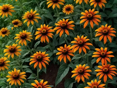 Rudbeckia/Echinacea Hybrid (X Echibeckia SUMMERINA ORANGE)